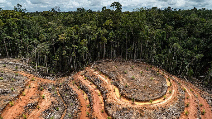 indonsie-deforestation.jpg